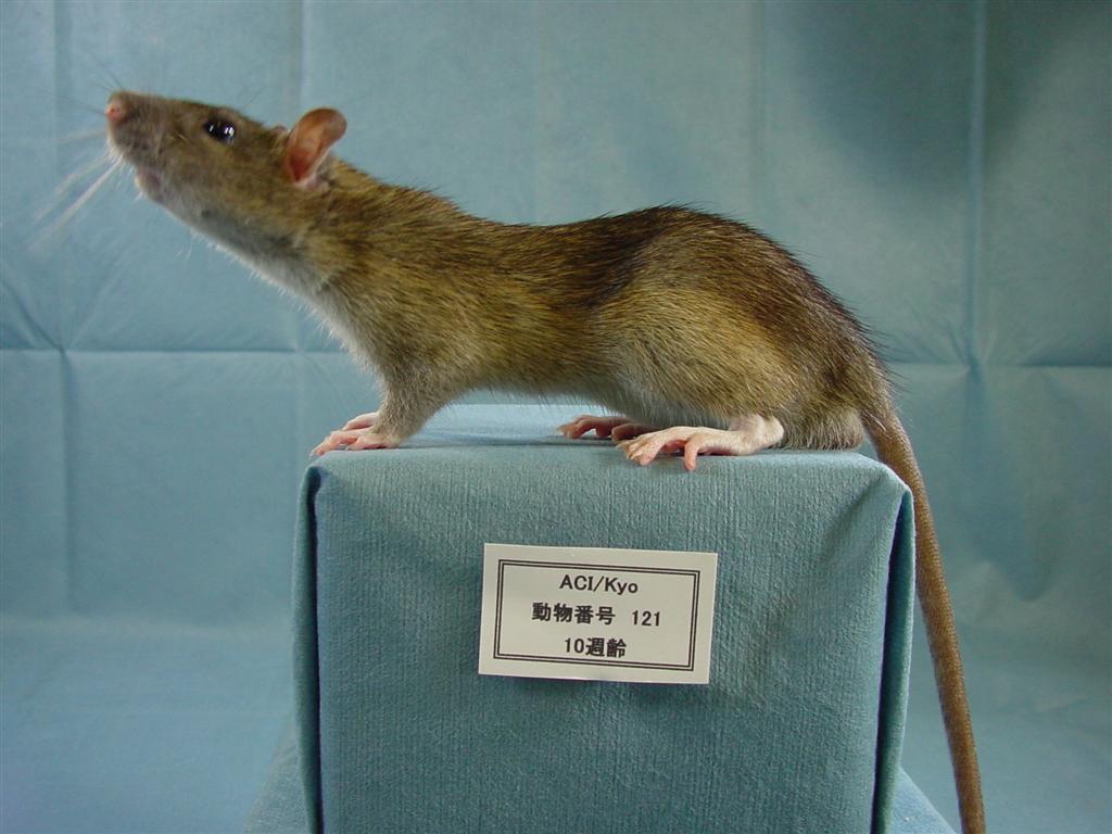 Rat Strains